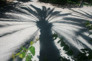 Sombra de palmera