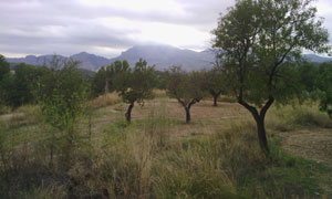 Almendros