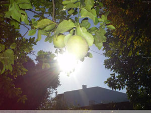 Amanecer entre limones